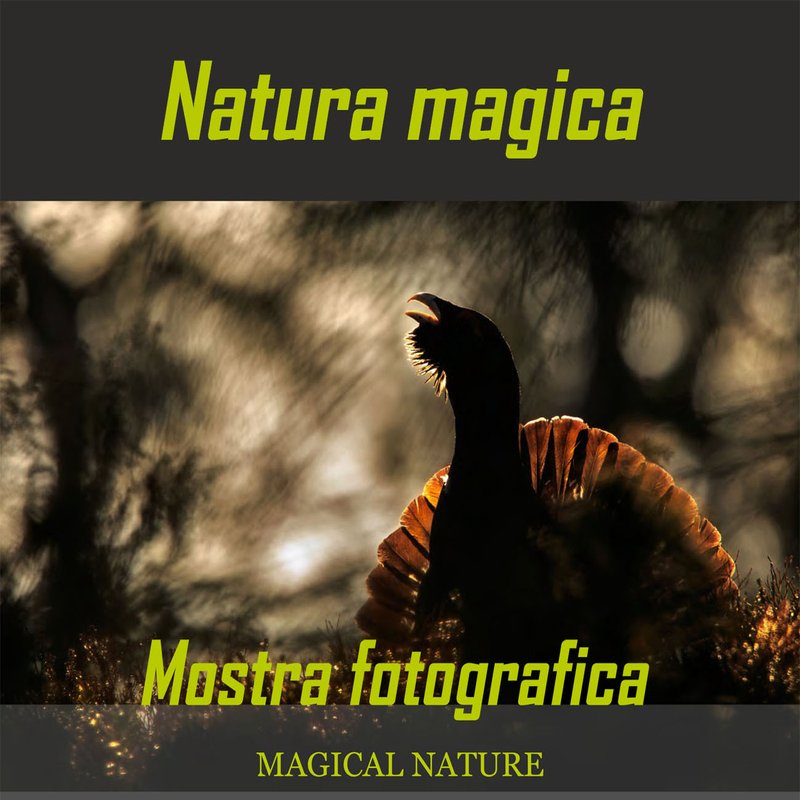 Banner_Magica_natura.jpg