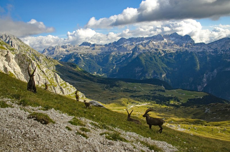 Ibex_TB - Transboundary Ecoregion Julian Alps Triglav National Park and Prealpi Giulie Nature Park_Marco Di Lenardo