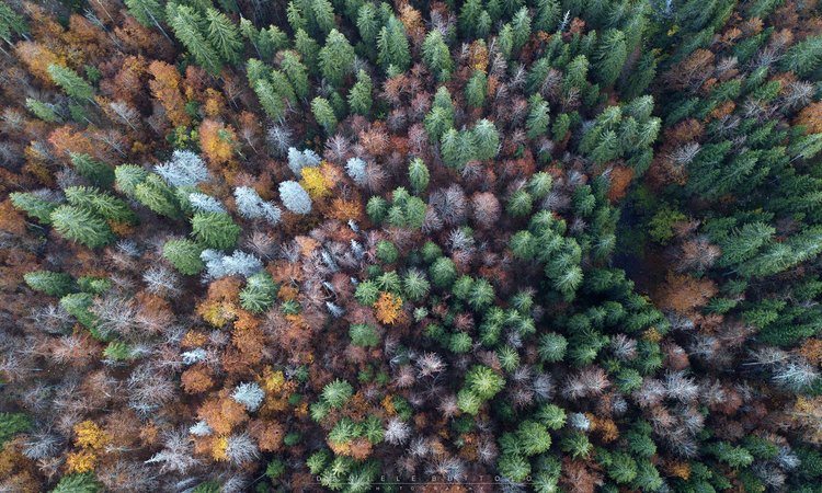 I colori del bosco - Ph Daniele Buttolo