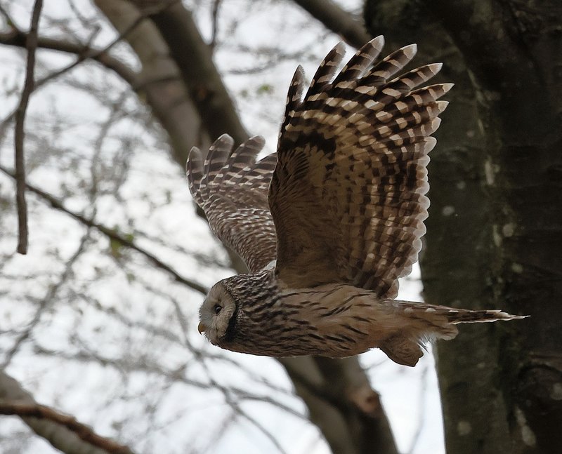 Strix uralensisi Foto Bruno Dentesani.JPG